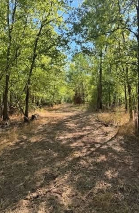 Cleared woodland trail at a deer camp