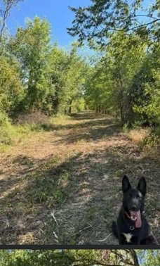 Cleared access path through a wooded property