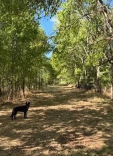 Opened woodland with retained mature trees